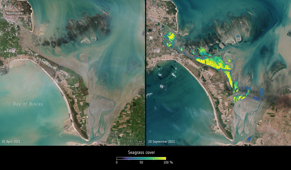 Baie de Bourgneuf - vue satellite