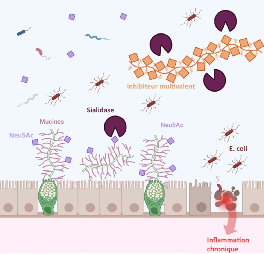 Le principe de la sialidase et l’utilisation d’un inhibiteur multivalent