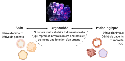 schéma organoïdes